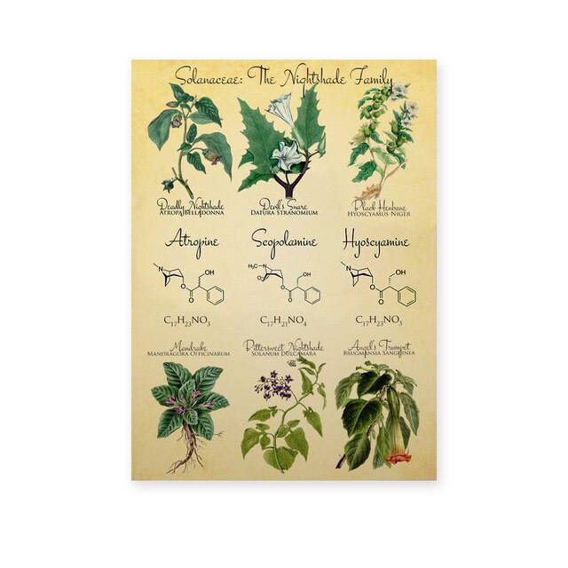 Tappning botanisk affisch skriver ut dödlig nattskugga retro dekoration målning trolldom apotekare örter bild: 21 x 30cm utan ram
