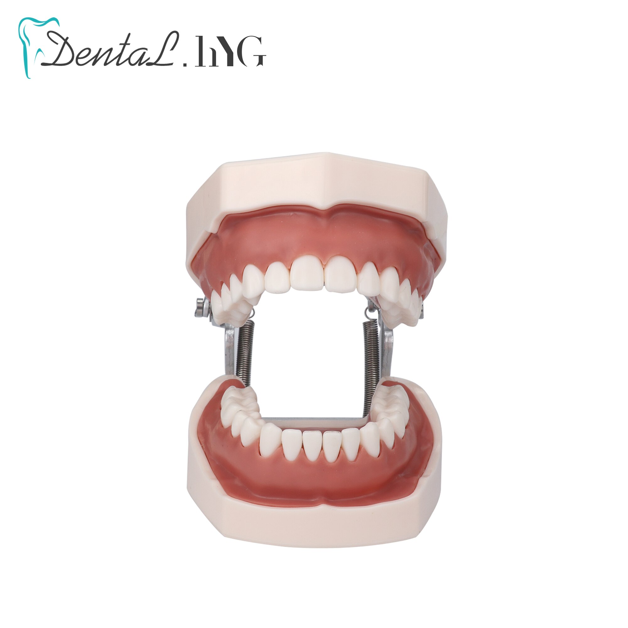 Dental model Teeth model gum teeth Teaching Model Standard Dental Typodont Model Demonstration With Removable Tooth 28Pcs