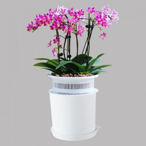 Slotted Orchid Flower Garden Inner Outer Pot Planter Tray Ornament: White Pots