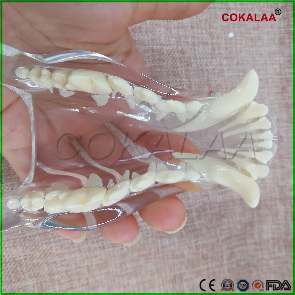 1 pcs Teaching Dental Teeth Model dog Model Catamount dog's teeth dog Dentition Model