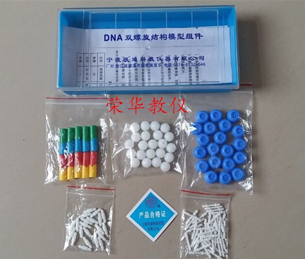 DNA Dubbele Helix Model Component Hoge School Biologie Experimentele Apparatuur DNA structuur model