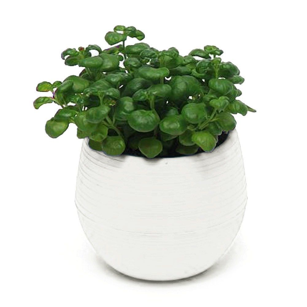Eco-friendly Mini Colourful Round Plastic Plant Flower Pot Garden Home Office Decor Planter Desktop Flower Pots: White