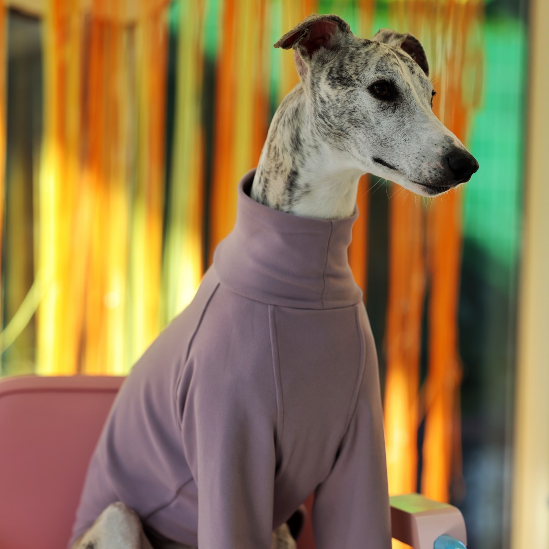 Ubranka dla chartów i chartów na jesień/zimę – miękkie i elastyczne ubranka dla zwierząt