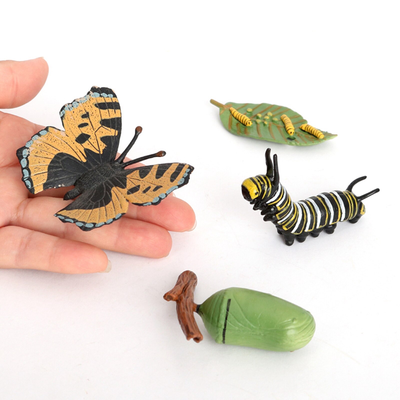 Realistische Vlinder Levenscyclus Groei Cyclus Insect Kind Model