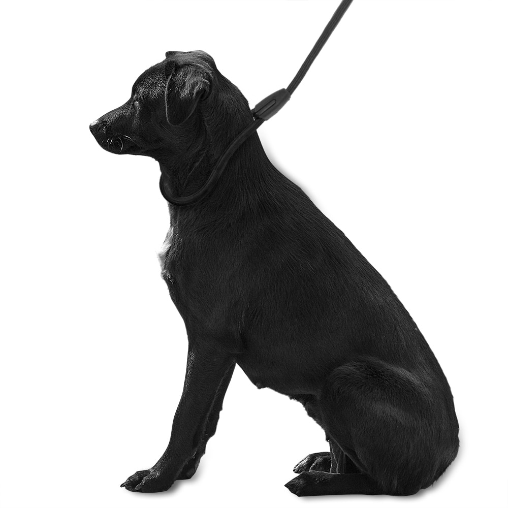 Runde hundeslip træning gå blykrave hvalp 140cm kæledyr træk kabel hundesnor reb justerbar nylon reb rem stærk