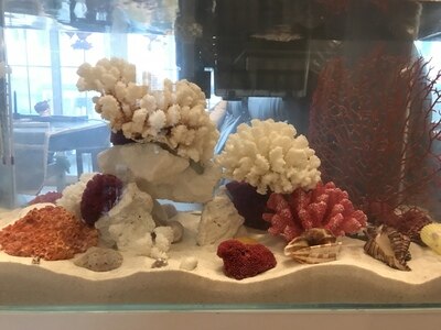 Natürliche weiße koralle Aquarium korallen Hülse Meer schnecke fisch Panzer büro einrichtung Aquarium landschaftsbau korallenriff