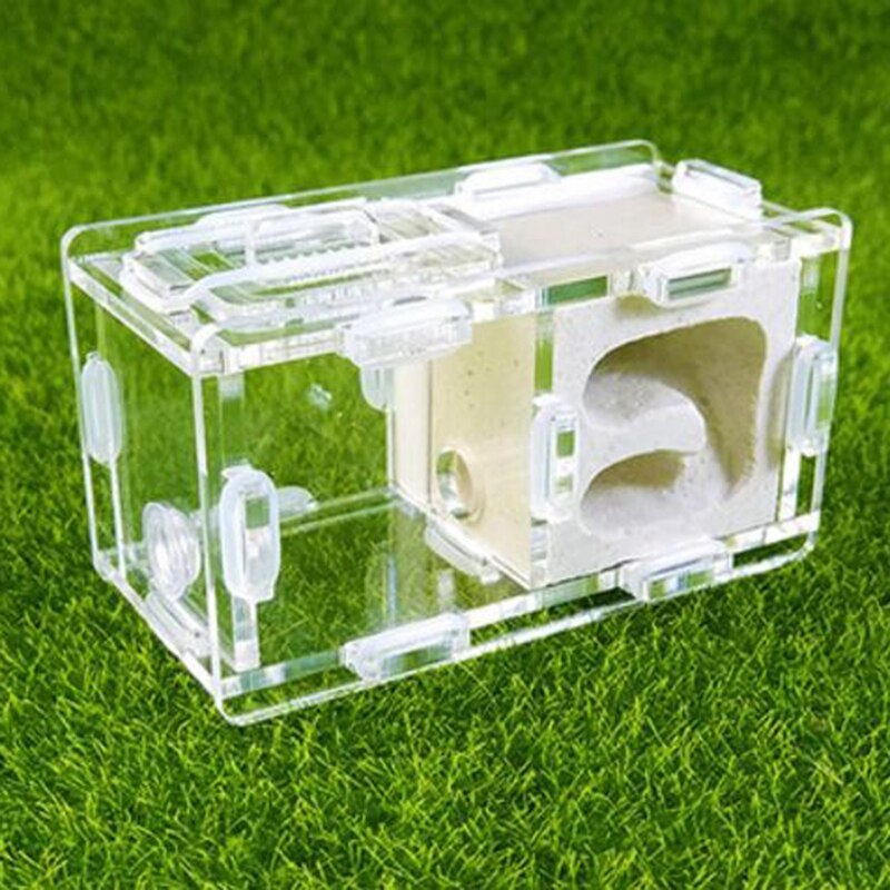 Mini Ants Nest Ant Farm Acrylic&Gypsum For Young Queens and Small Colonies Ants House Ant Home