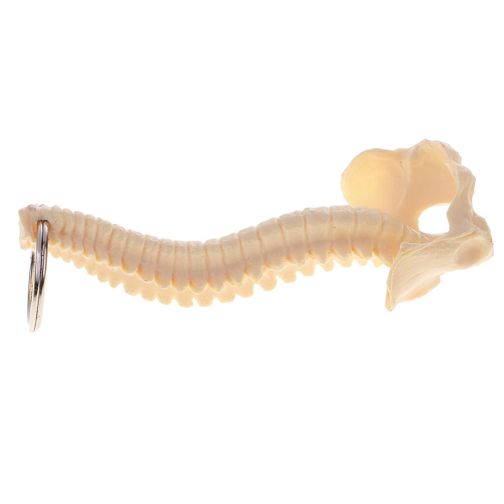 Mini squelette de colonne vertébrale humaine modèle porte-clés outils d'apprentissage scolaire fournitures de laboratoire