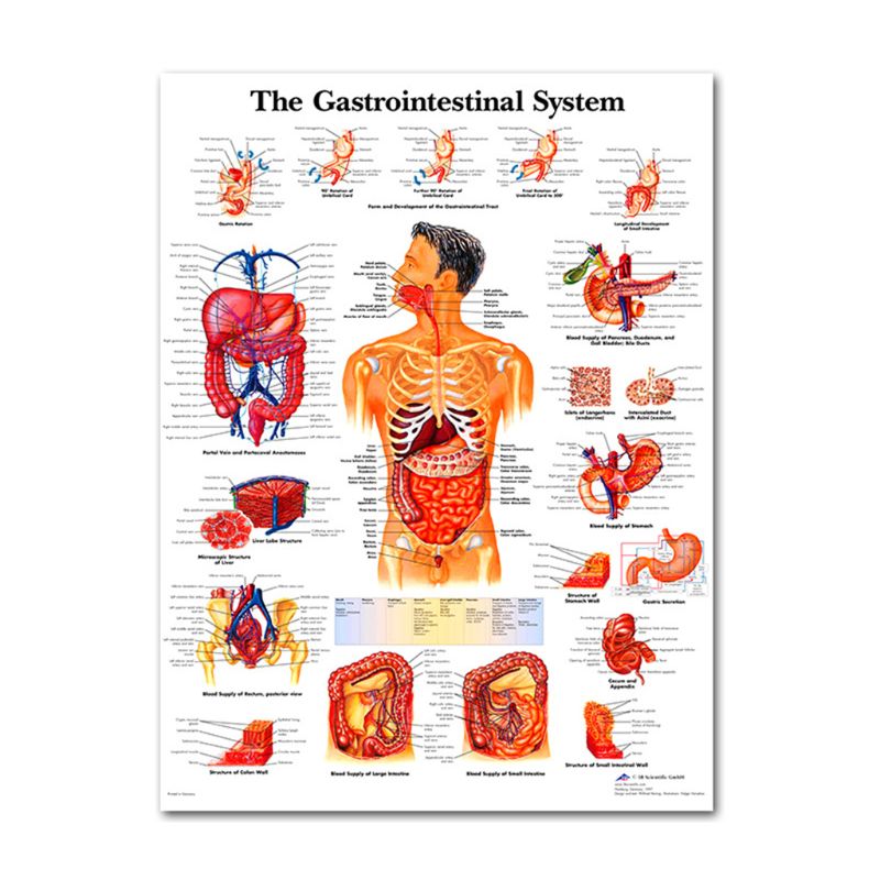 Muscular &amp; Skeletal System Anatomical Poster Set - Human Skeleton &amp; Muscle Anatomy - Single Sided19&quot; x 27&quot;: 13