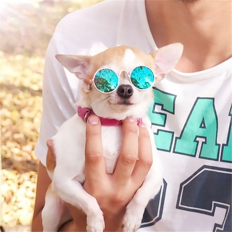 Hund katt kjæledyr briller solbriller liten hund briller bilder rekvisitter hund katt tilbehør kjæledyr rekvisita til kjæledyr produkter katt briller