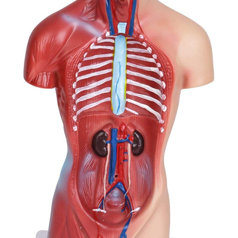 Human Torso Body Anatomy Model Heart Brain Skeleton School Educational 11Inch