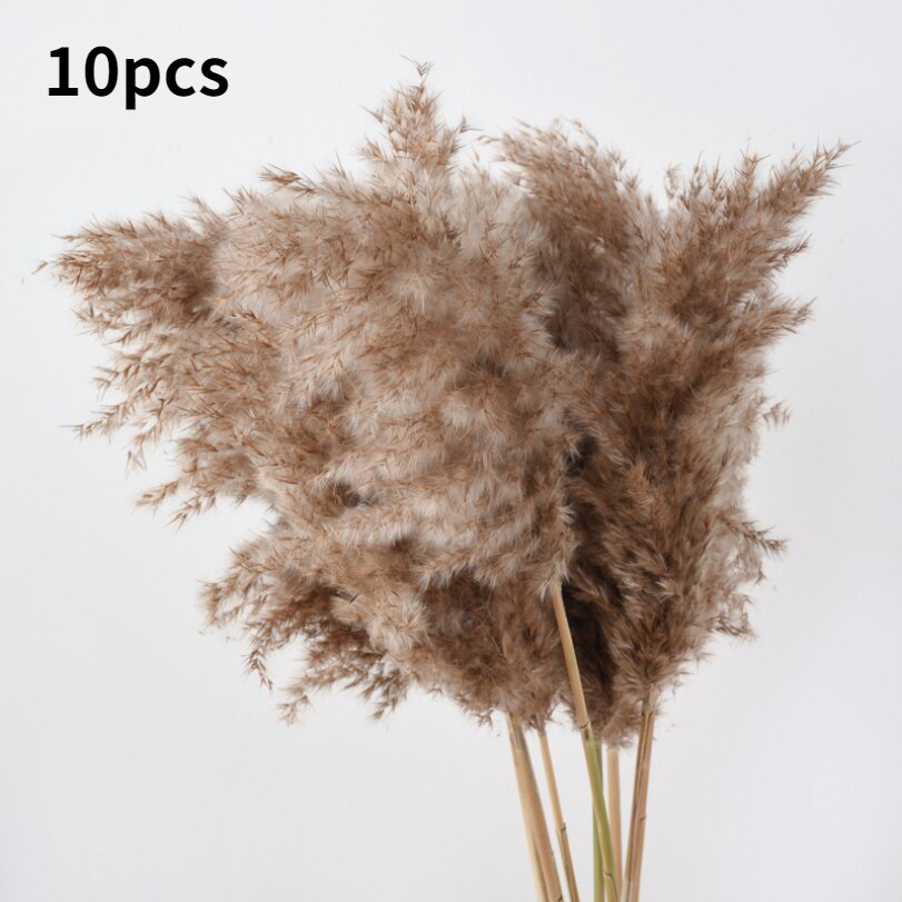 10Pcs Dry Dried Small Pampas Grass Flowers Pantas Artificiales Para Decoracion Real Plants Home Decor Wedding Decoration: primary color 2