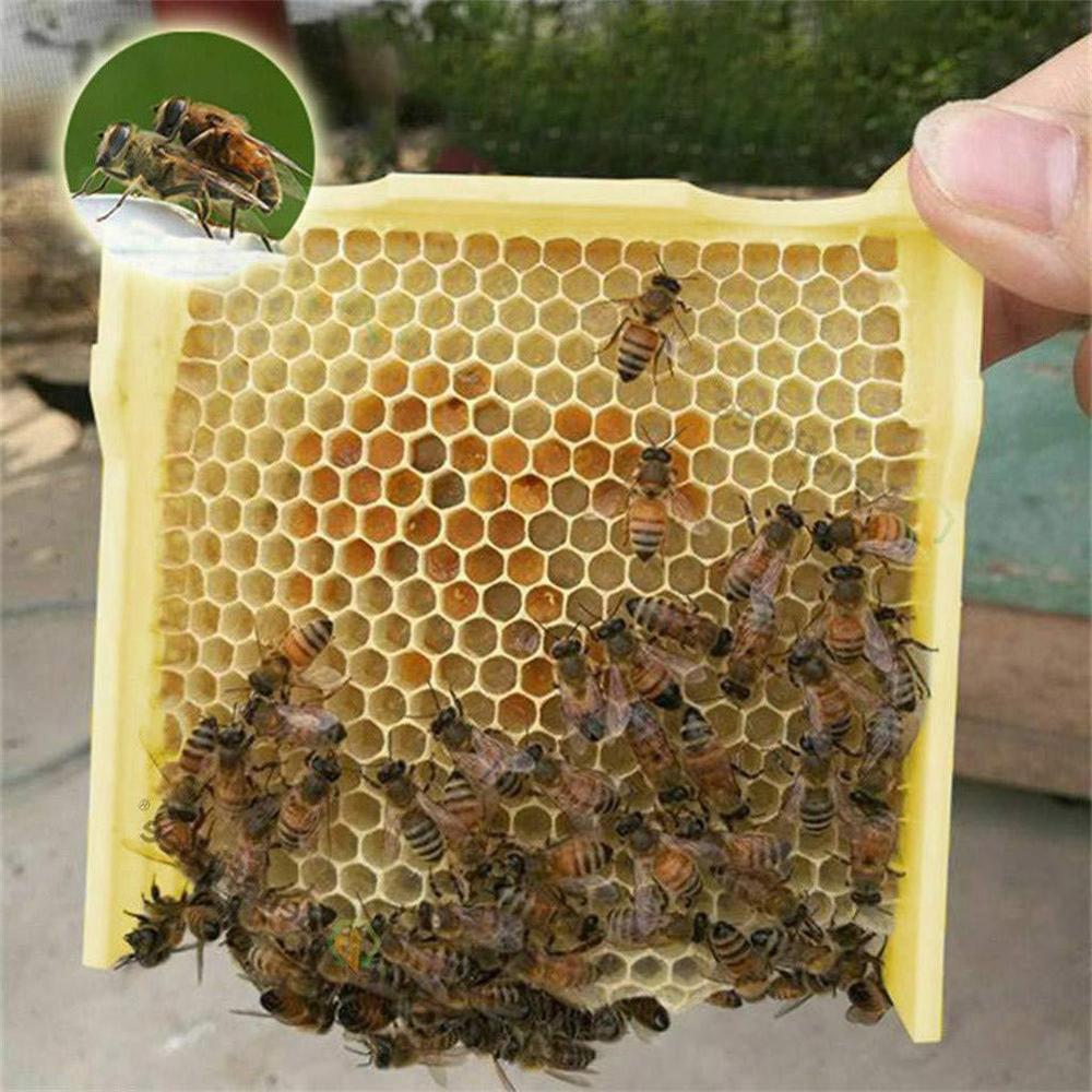 Harvest Bee Hive Beekeeping King Box Pollination Box Beekeeping Tool Perfect for Garden Pollination 30FP13