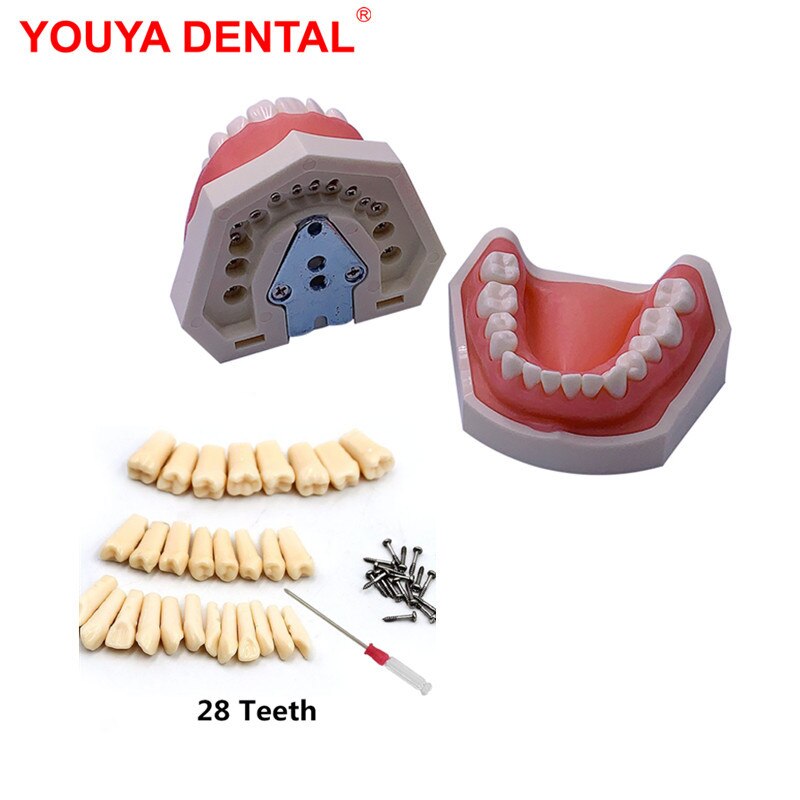 Standard Dental Teeth Model For Dental Technician Practice Studying Jaw Model With Removable Teeth Teaching Gum Typodont Models: TM-021 no Jaw Frame