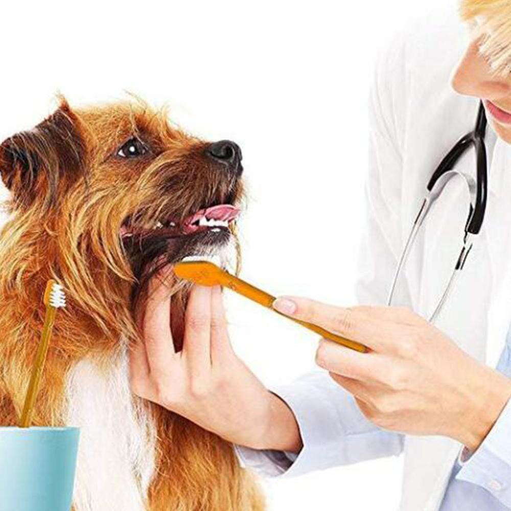 Dentifrice comestible pour chien et chat, accessoire de nettoyage et goût vanille de bœuf et animaux domestiques, 2 accessoires et dents, V4Q2