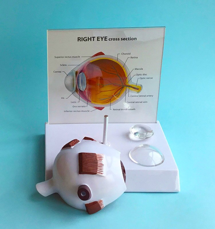 PVC Human Eye Structure Hemisphere Model Human Eye Anatomy Anatomical Eye Model with English Instructions 18X15X18CM