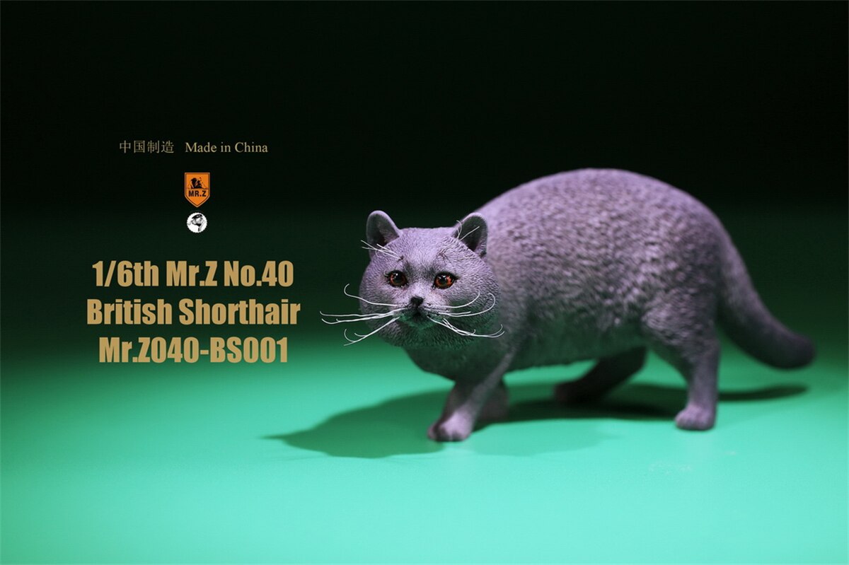 Mr.Z Studio 1:6 British Shorthair Cat Figure Cute Pet Animal Model Collector Toys Gfit Simulation Home Decoration Unisex