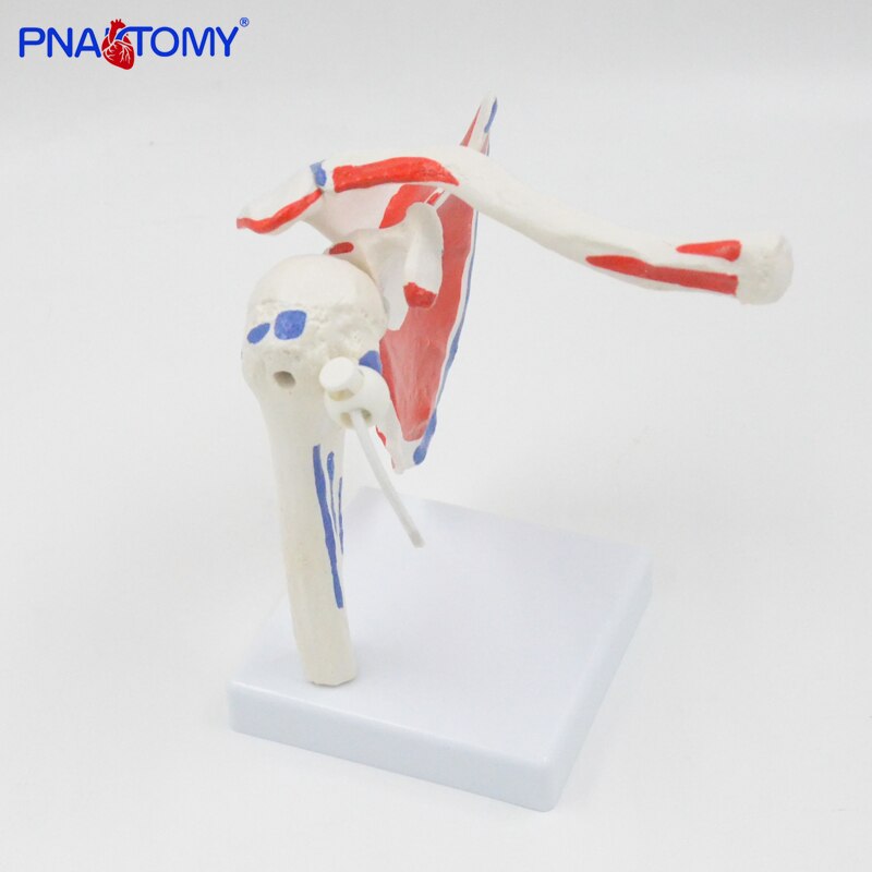 Flexibele En Afneembare Human Schoudergewricht Model Met Spier Geschilderd Medische Onderwijs Tool Anatomisch Apparatuur Levensgrote