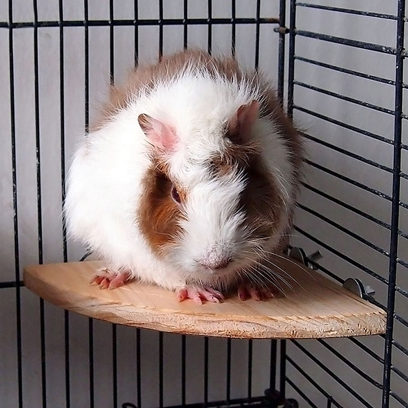 Sector loro jaula para pájaros de madera perchas soporte plataforma periquitos y mascotas Budgie Bird Supplies hamaca de felpa pájaro de juguete