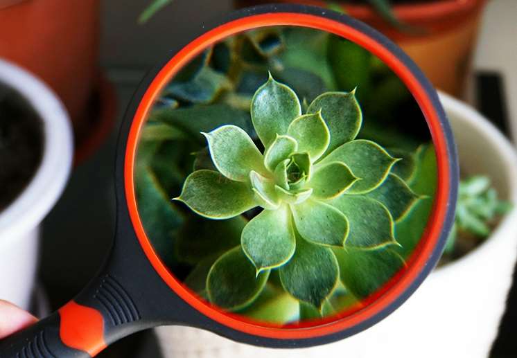 magnifying equipment Holding a magnifying glass 10 times for the elderly to read and observe the plant student