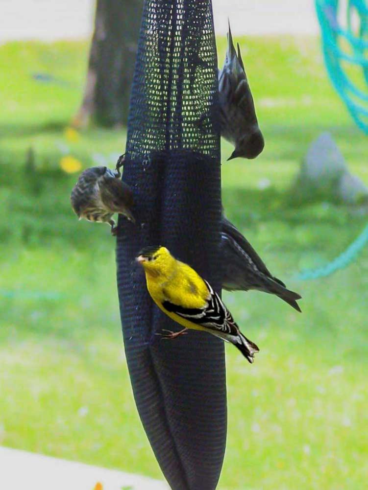 Bolsa de red para comederos de aves, Kits de alimentador de comida para aves salvajes duraderos, bolsa de semillas, bolsa de comida para aves sin fugas, herramienta de suministro de alimentos segura