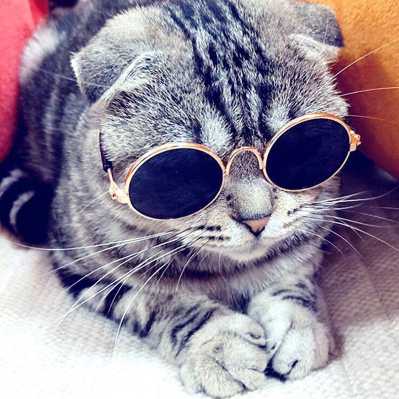 Kæledyrstilbehør kattebriller dejlige runde solbriller briller til små hundekat kæledyr fotos rekvisitter