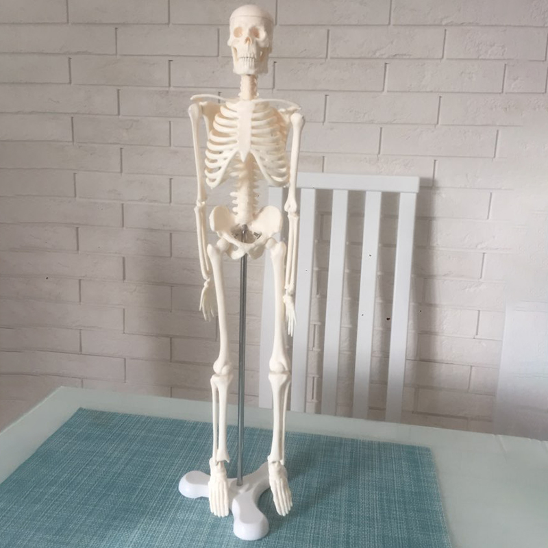 45 Cm Menselijk Anatomie Anatomisch Skelet Model Medische Poster Medische Leren Aid Anatomie Menselijk Skelet Model