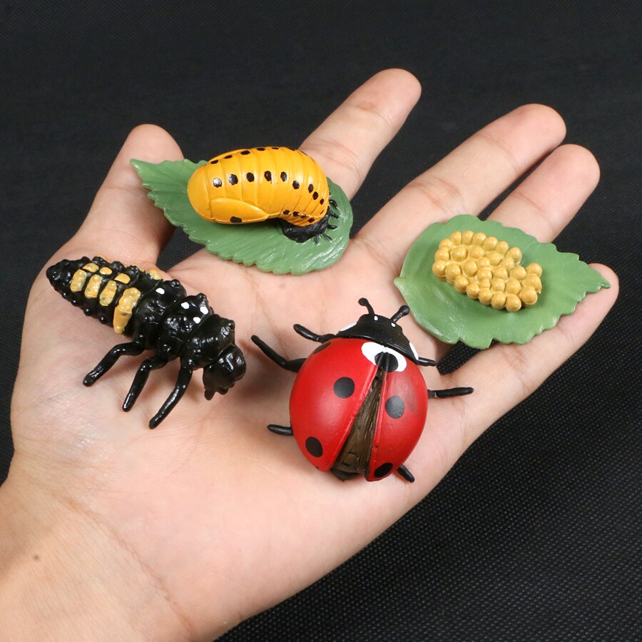 Butterfly Growth Cycle Bee Ladybug Spider Life Cycle Models Simulation Animal Model Action Figures Teaching Material For Kid