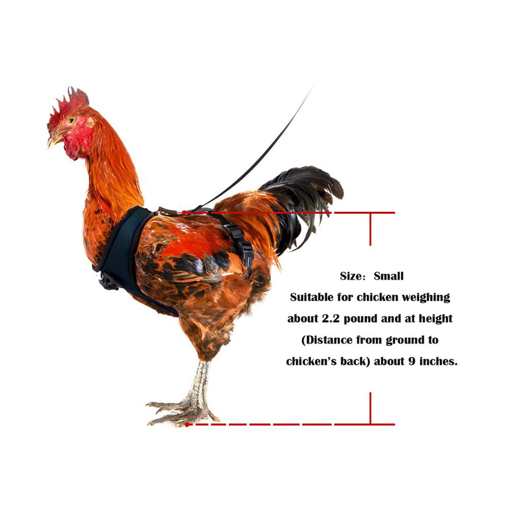 Kyllingesele høne størrelse med 6ft matchende snor - justerbar, elastisk, behagelig åndbar