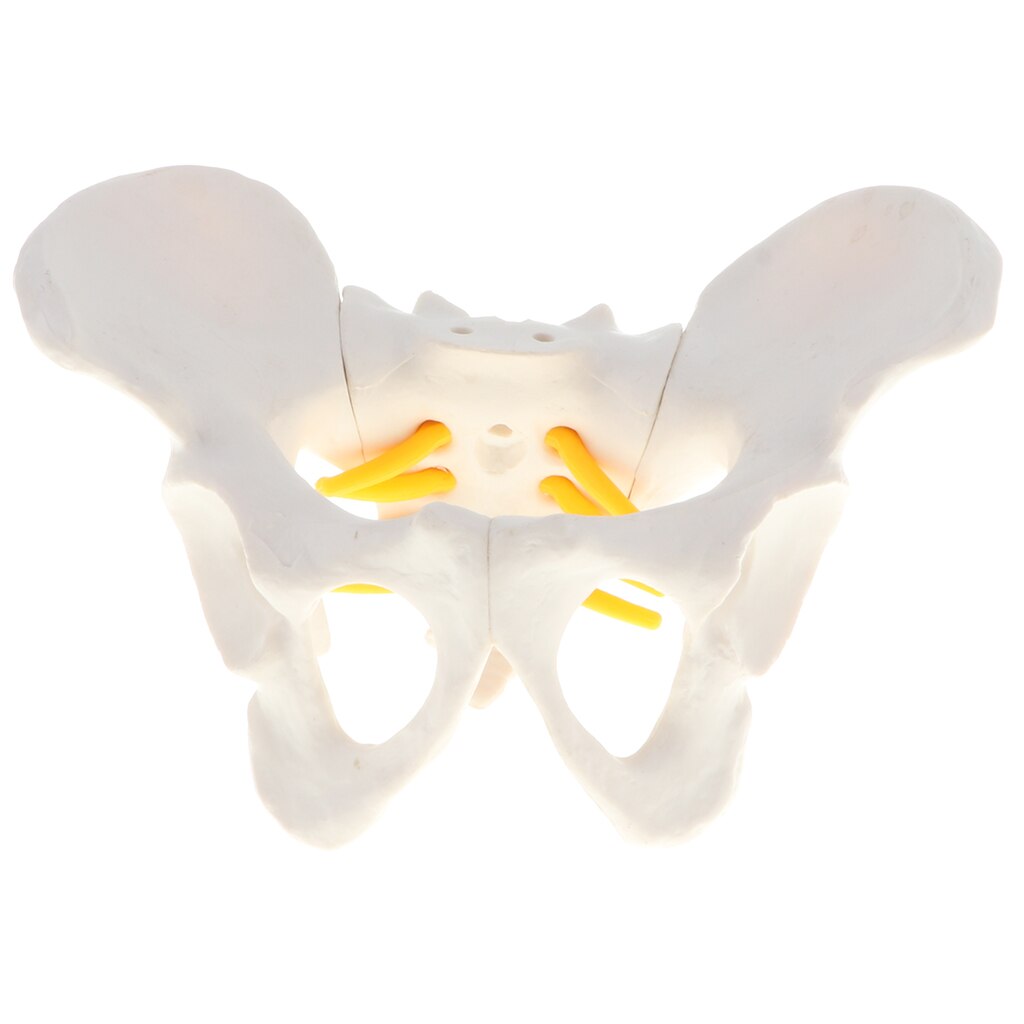 Vrouwelijke Bekken Anatomisch Model, Met Spinale Zenuw, Wervelkolom, Model, Lab Demonstratie Model