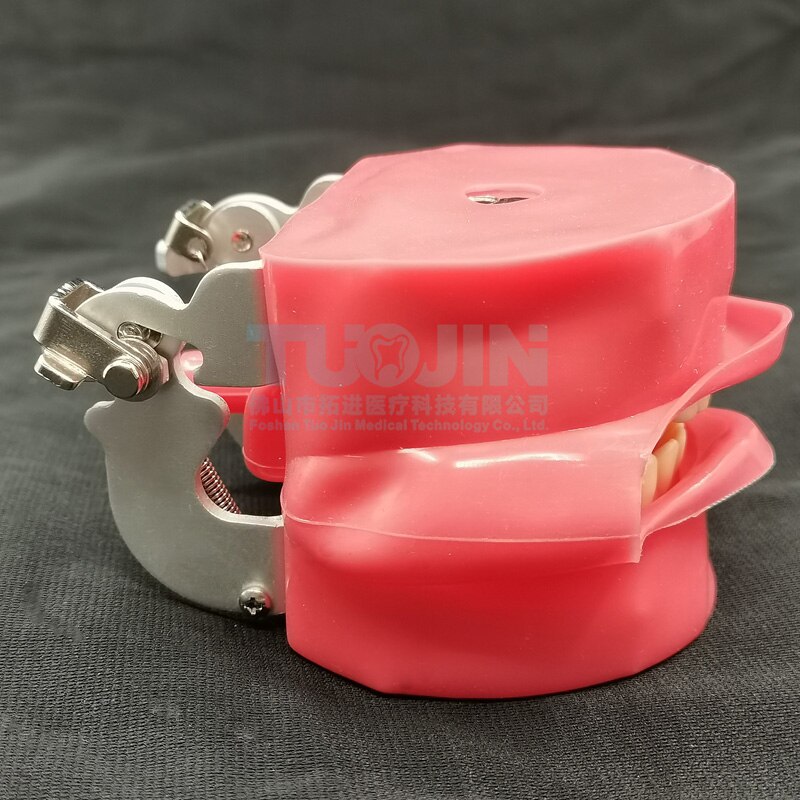 Dental Teeth Model Tooth Model With 28pcs Removable Typodent Teeth Practice For Students Dentistry Training Material Product