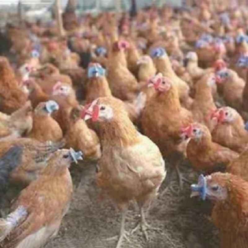 Gafas para pene, gallinas ponedoras, faisán, antipecas, equipo para la cría de pollos, pollo, faisán, 20 Uds.