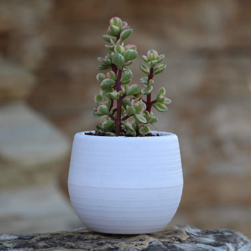 Jjyl80 Mini pot de fleurs | Mini pot de fleurs en plastique incassable pour plantes succulentes, sur le jardin de bureau: 3