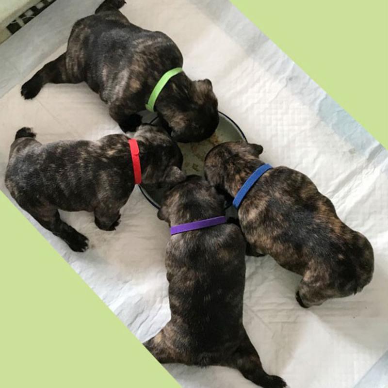 12pc/set Dog Cat Collar Puppy Identification Collars Puppy Kitten Velvet Collar Puppy ID Collar Puppy Identification Tool