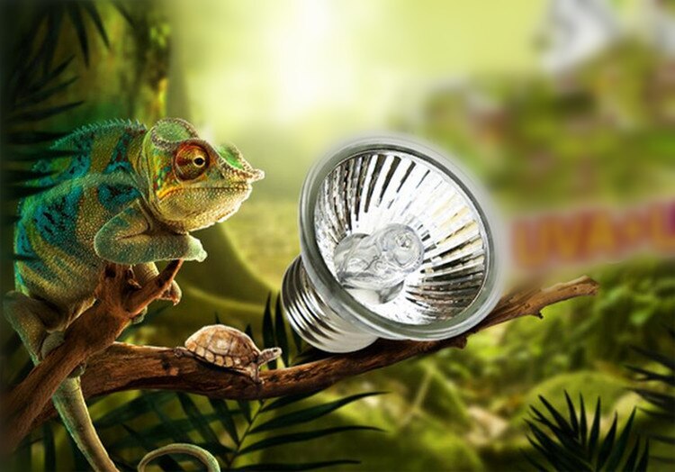 Skildpadde bestråling lys krybdyr varmelampe fuld spektrum sollys uva lys uvb lys skildpadde