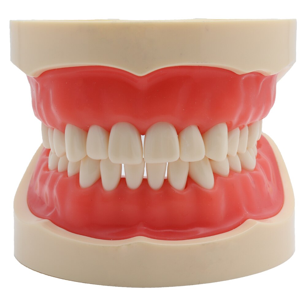 Dental Model Teaching Model Teeth Model Standard Model with 32 Screw-in Teeths Demonstration Soft Gum