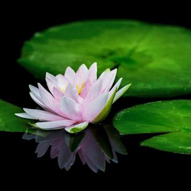 Nymphaea Blütenblatt &amp; Blatt Formen Fondant Kuchen... – Vicedeal