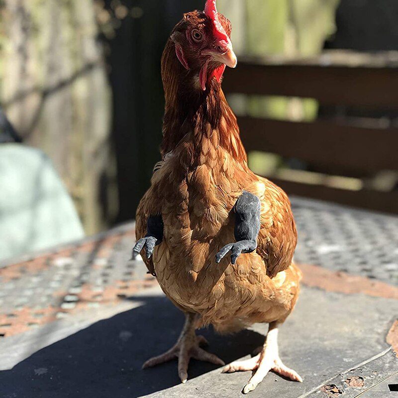 Braccia per pollo decorazione per animali domestici giocattolo per polli da compagnia