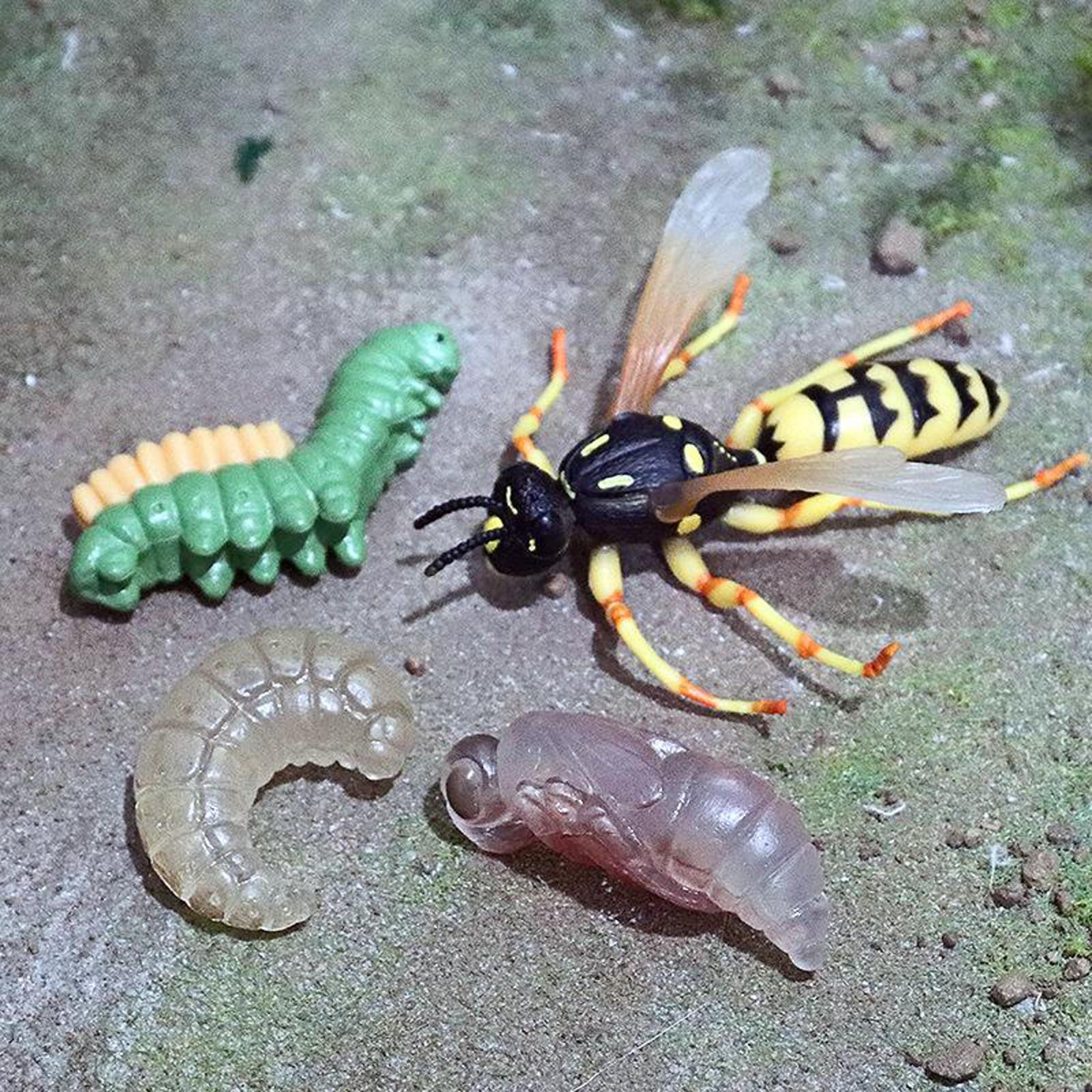 4 Stuk Levenscyclus Cijfers, Insecten Plastic Wesp Speelgoed Figuur-Authentieke Hand Painted Model