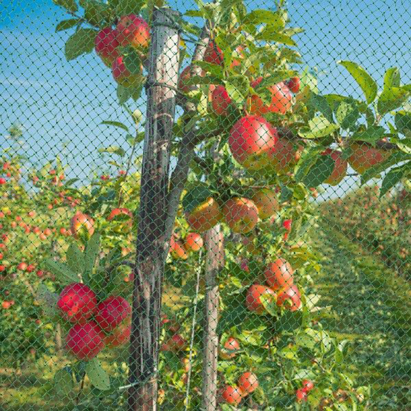 Red Para Cerca De Plantas De Jardín Red Verde Antiaves Enrejada Para Cultivos De árboles Frutales Protección Para Gallinero Valla Malla Antipajaros Para Malla Verde Jardin Reutilizable