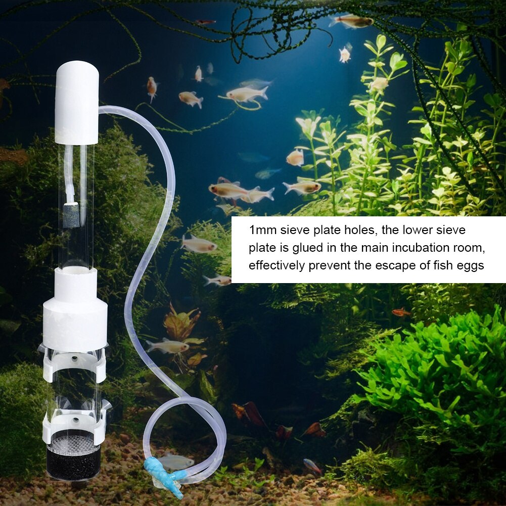 40 mmx 30cm akryl akvarium med gennemsigtige sugekop cichlider ølkande inkubator fiskeyngel rugeri æg