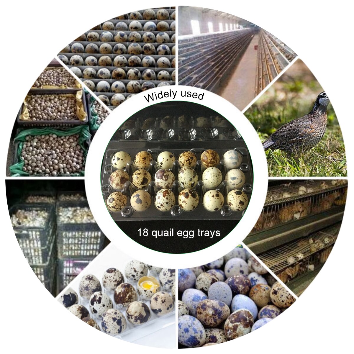 Caja organizadora desechable de Pvc para almacenamiento de huevos de codorniz, caja dispensadora de Huevo transparente, 50 Uds.