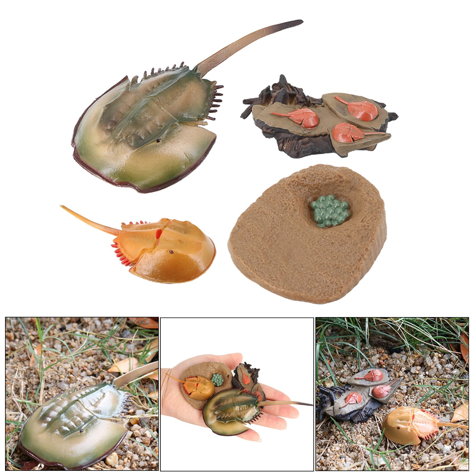 4 Stages Life Cycle of A Dragonfly, Insects Plastic Toy Figure - Authentic