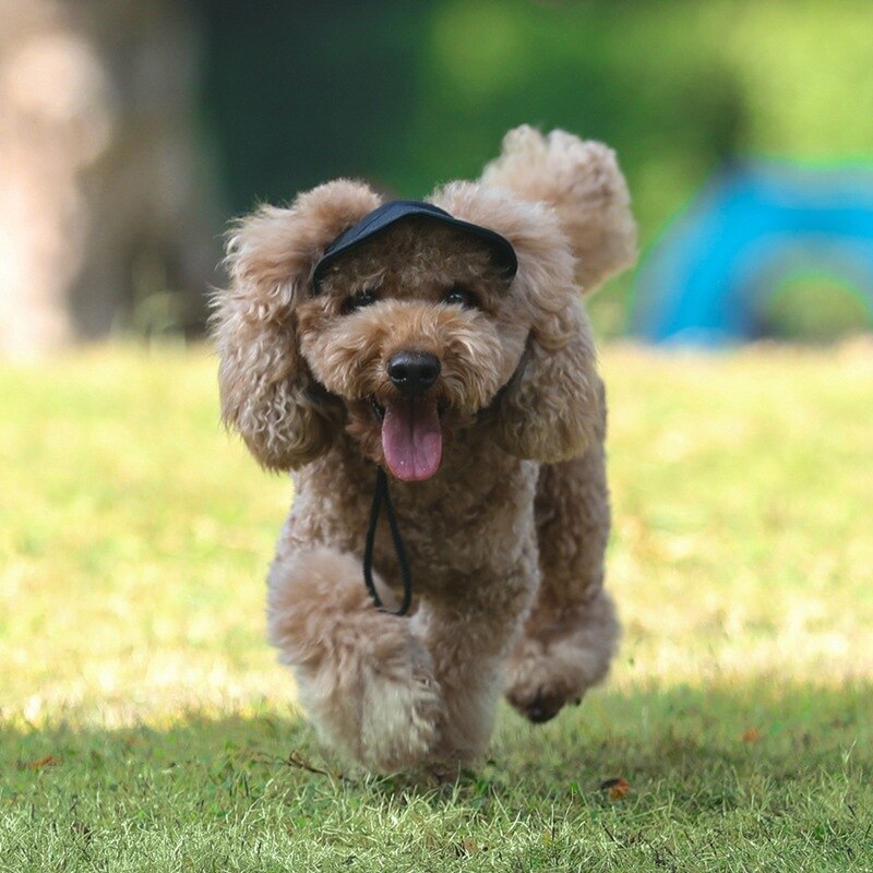Chapeaux pour chien chat animal de compagnie | Bonnet de soleil d'extérieur pour chat chien, d'anniversaire chiot chat, Mini casquette solide, casquette de Baseball, accessoires Costume