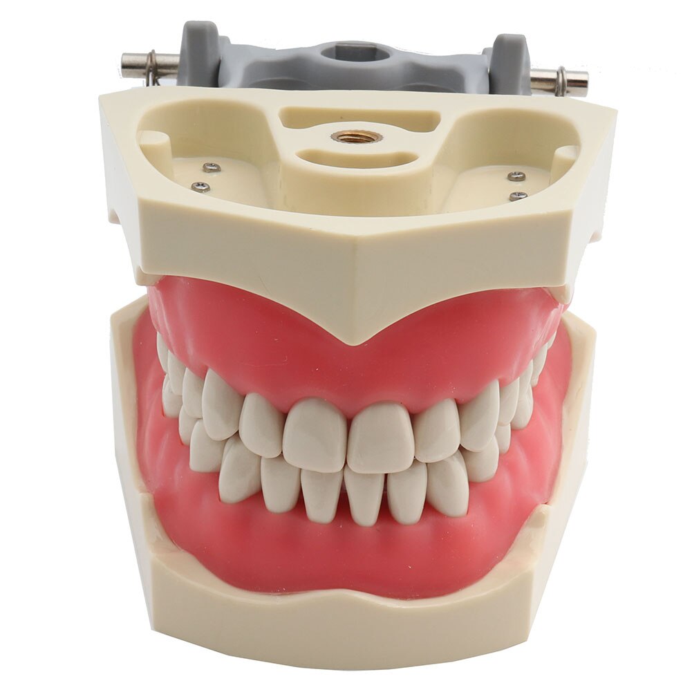 Dental Model Teeth Model Dental Teaching Model Standard Model With 32 Screw-in Teeth Demonstration Teeth Model 24 28pcs Teeth