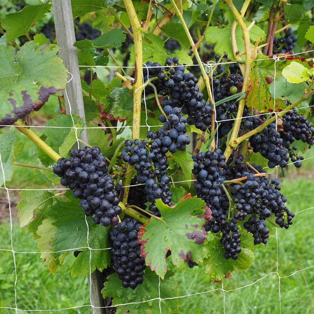Vigne maille cadre jardin légumes Polyester fleur concombre plante escalade Net Support tissage grandir atterrissage treillis filet