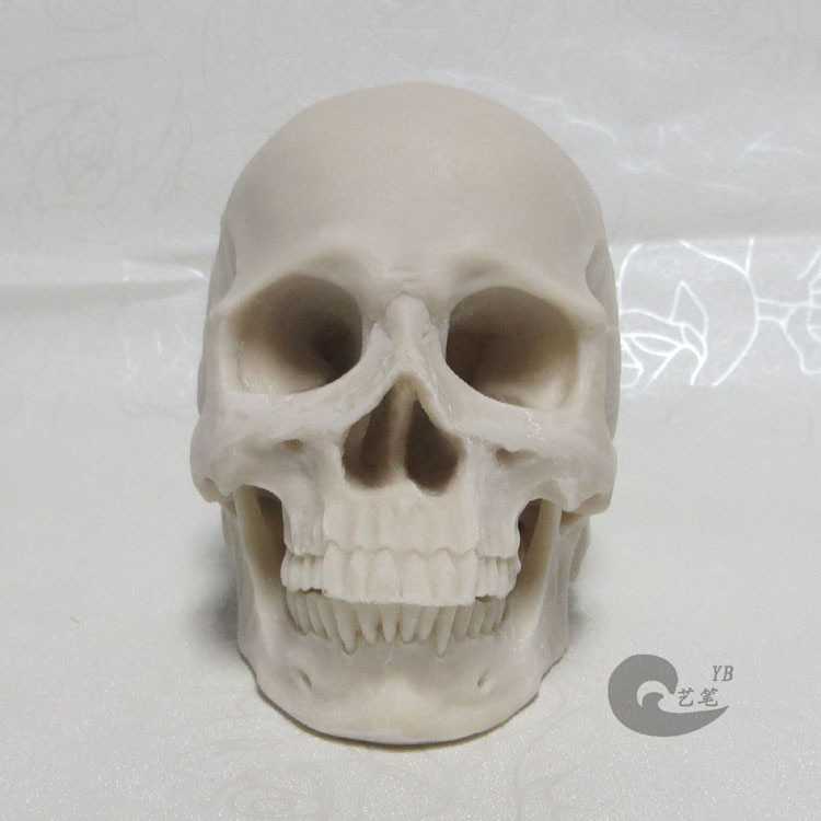 1: 2 witte hars schedel model tekening schedel van een menselijk bewegingsapparaat anatomie Arts skull model
