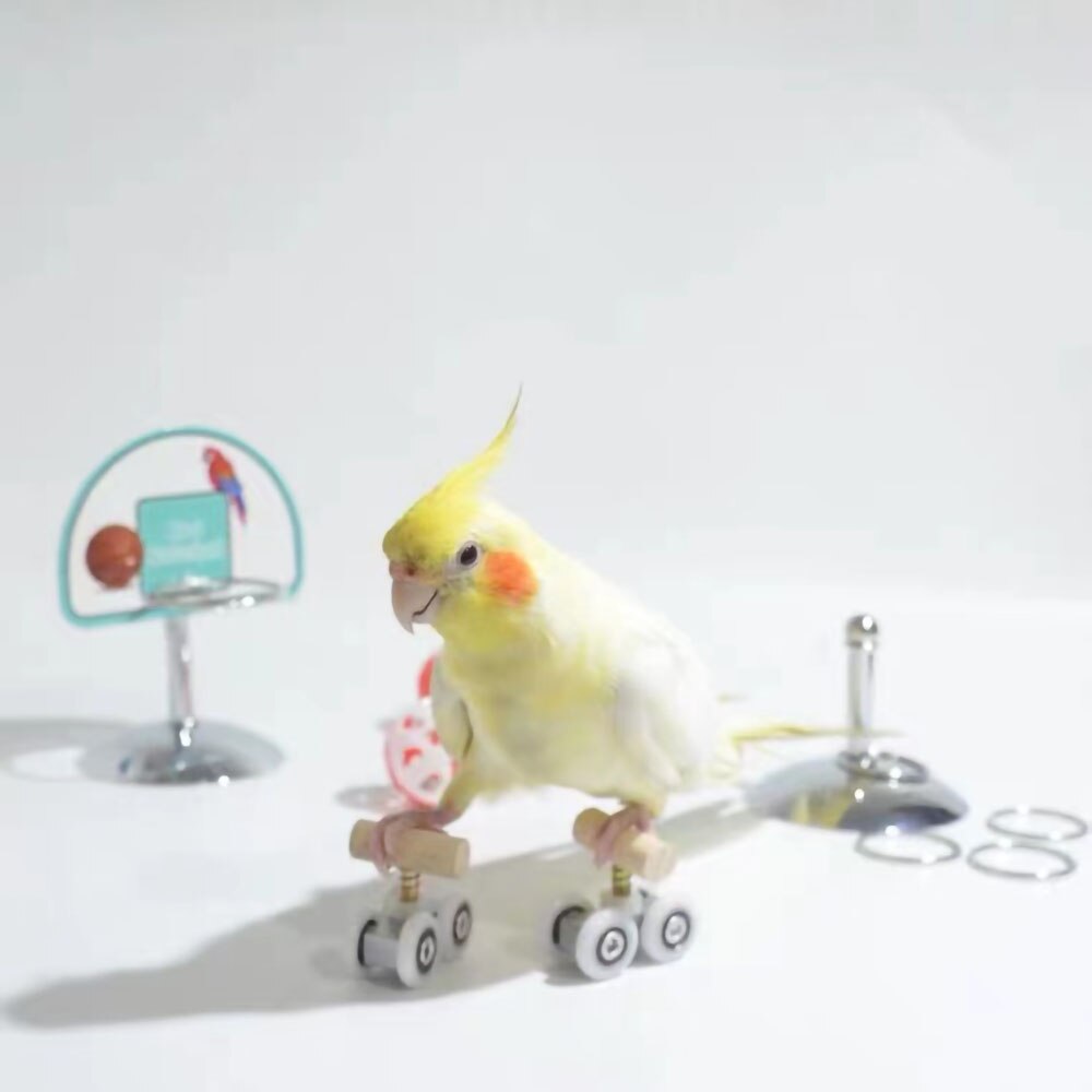 Zabawki dla papug artykuły dla ptaków rozwój inteligencji sprzęt treningowy koło pasowe artykuły dla ptaków wrotki deskorolka, duży, średni,