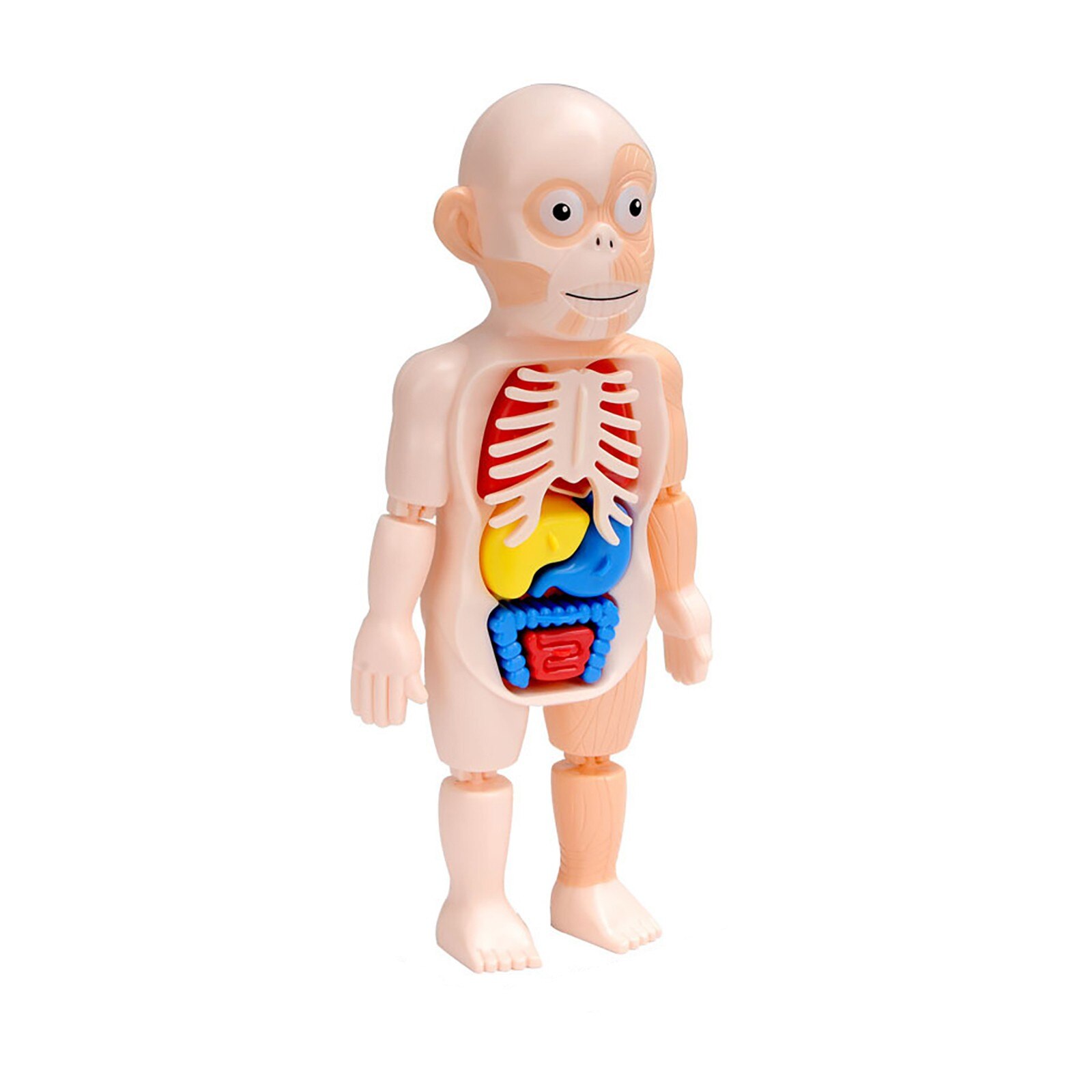 Menselijk Orgel Model Diy Gemonteerd Enlightenmen Speelgoed Kinderen Wetenschap En Onderwijs Biologie Kids Diy Wetenschap Educatief Speelgoed