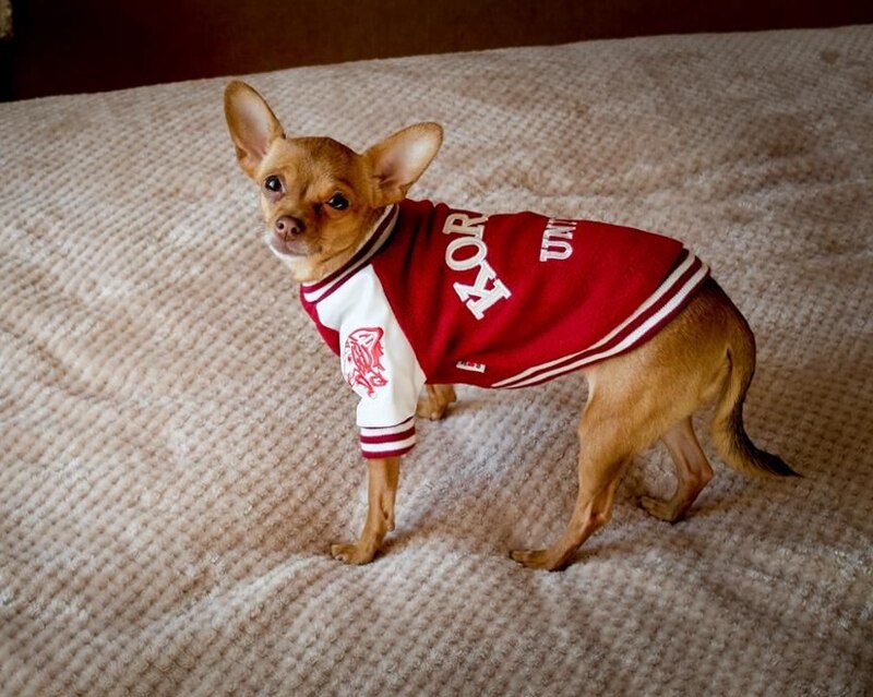 Korea Uni Dog Sweater, Yonsei Uni Dog Vest, French Bulldog Vest, English Bulldog Vest, Dog Clothes